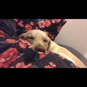 Meet your Posher, Greer